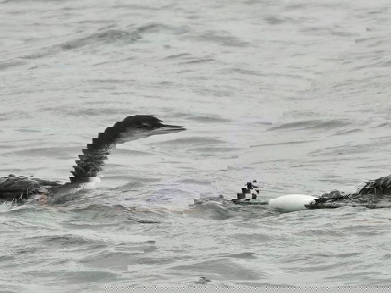 Bijvangst in visnetten