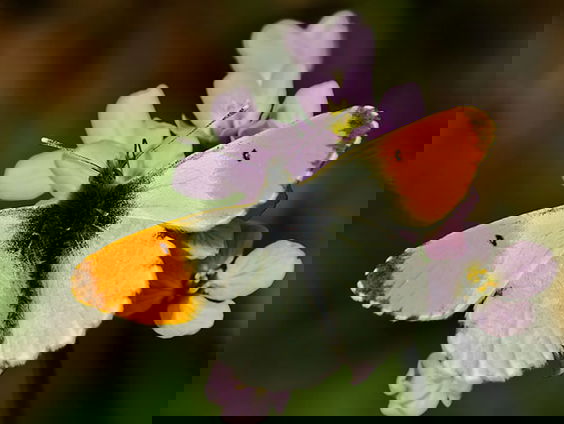 Fenolijn 27 maart 2022