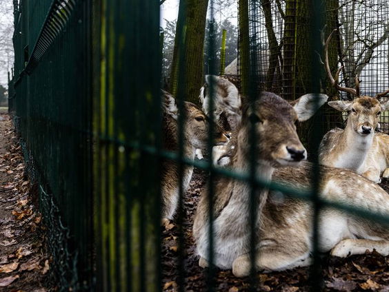 Hertenkampen moeten verdwijnen, waar moeten de herten heen?
