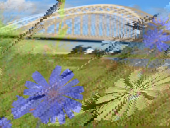 De Romein als plantenverspreider