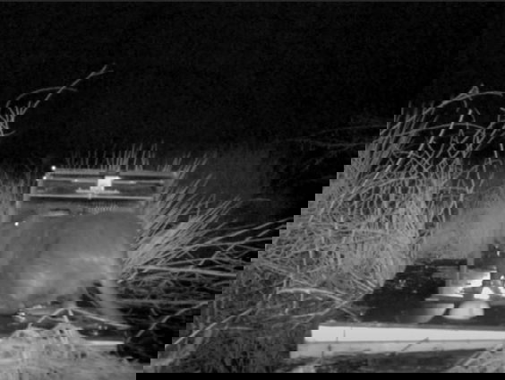 Slimme vangkooi voor muskusrat en beverrat