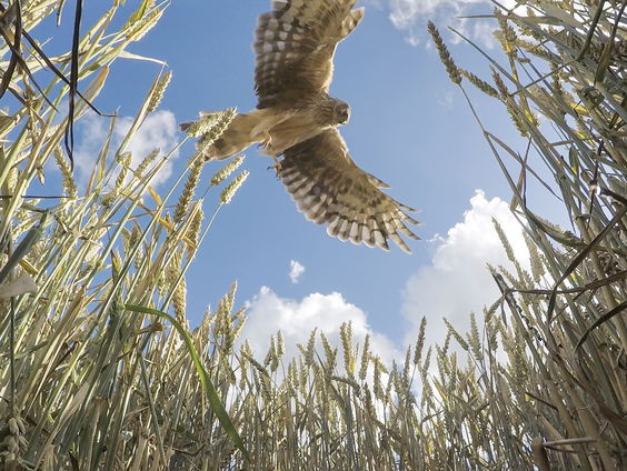 Het raadsel van de Blauwe Kiekendief & de Velduil