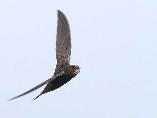 Fenolijn 6 augustus 2023