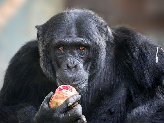 Chimpansees swipen op tablet in Artis