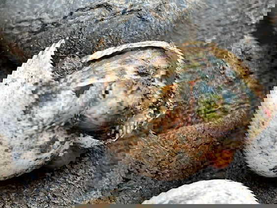 Landschildpadden planten zich voort in Nederlands klimaat