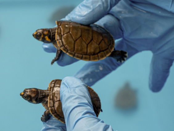 Hoe gaat het met de zeeschildpadden die de afgelopen tijd zijn aangespoeld?