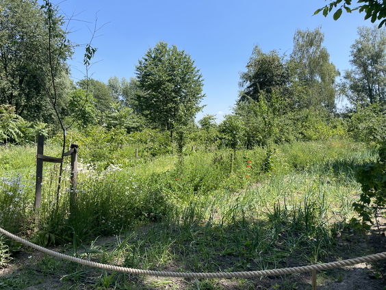 Wilder Land maakt de lekkerste producten van (on)kruid