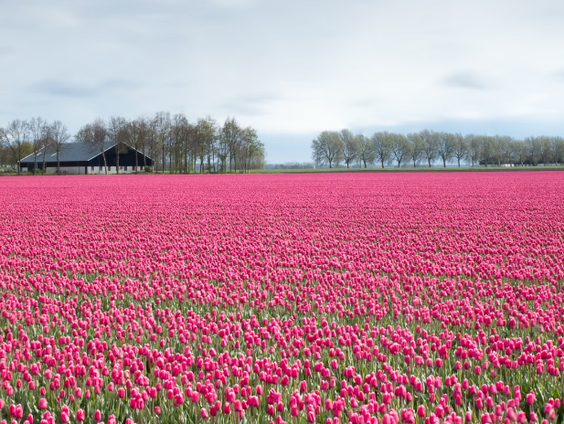 Kankerverwekkend landbouwgif leidt tot grote ophef in Noord-Holland