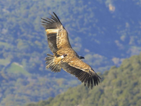 Vale gieren slaan hun vleugels uit op Sardinië