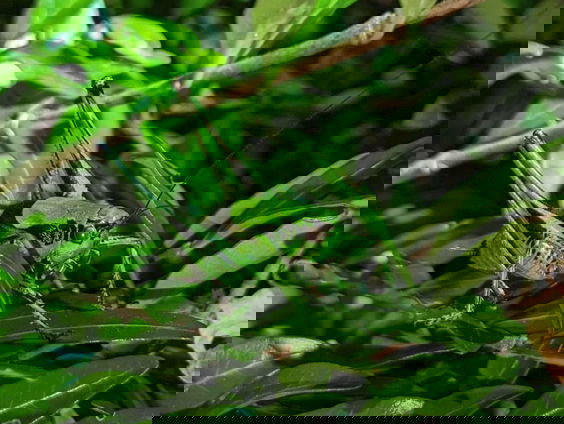 Zorrosprinkhaan duikt op in Rotterdam