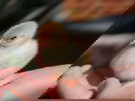 Wouter Bruins over de machine 'Ella' die haantjes van kippetjes kan onderscheiden