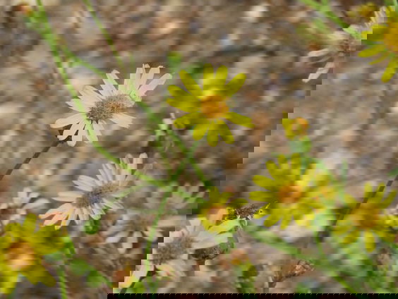 Floristische Verstekelingen: de wolindustrie als plantenverspreider