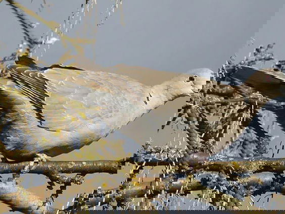 Cursus Vogelzang: Turkse tortel