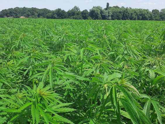 Hennep en vlas kansrijk als bouwmateriaal