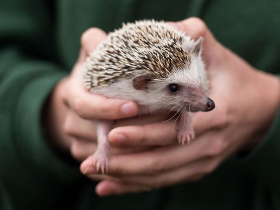 Bescherm de egel tegen uitdroging