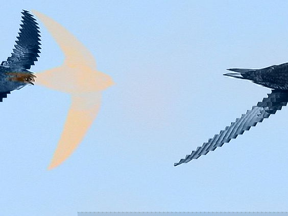 Fenolijn 15 mei 2022