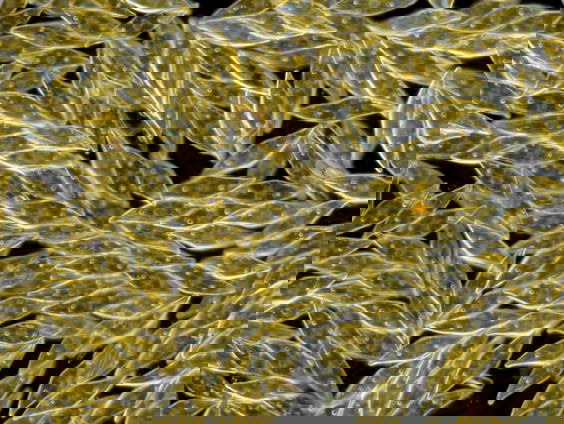 Kiezelwieren en verzuring