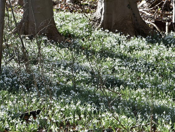 Het sneeuwklokjesbos van Annejet van der Zijl