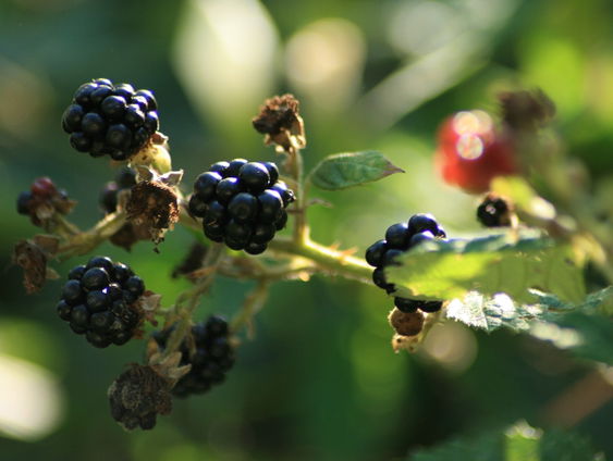 Fenolijn 17 juli 2022