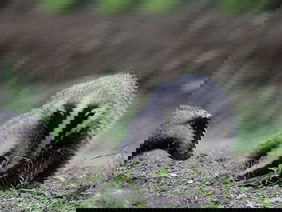 Fenolijn 28 augustus 2022