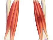 Het geheim van de hamstrings