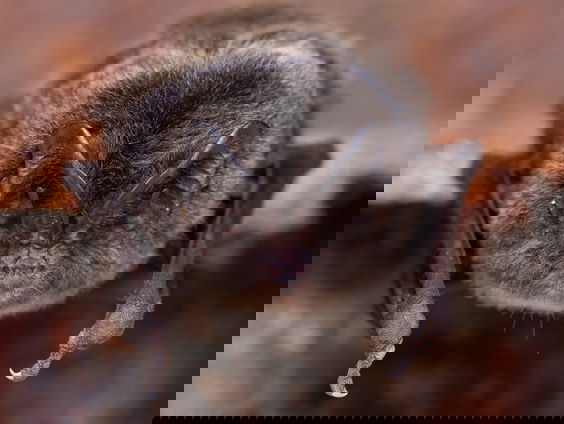 Nieuwe woonruimte voor zeldzame mopsvleermuis