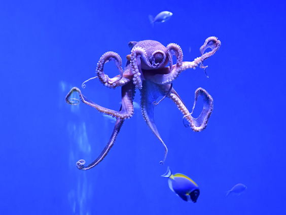 Octopus kwekerij: Moeten we dat willen?
