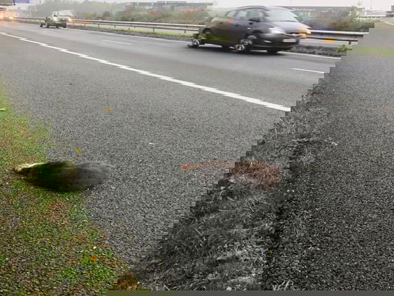 In Friesland sneuvelen de meeste otters