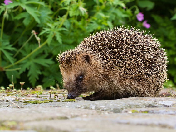 Start egeltelling: tel de egels in jouw tuin!