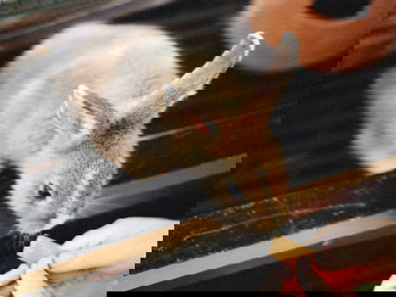 Het gaat slecht met de konijnen