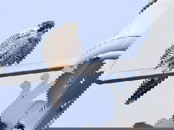 De brandweerman en zijn slechtvalken