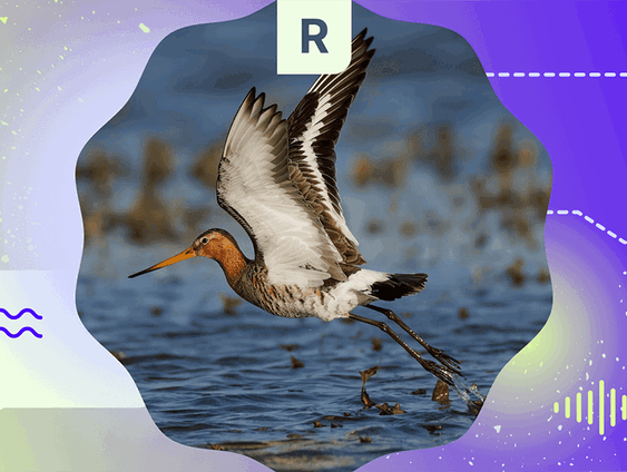 Pointer pop-up: moeten weidevogels wijken voor woningen?