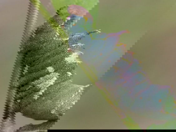 Van draken tot kamelen: de motten van de maand mei