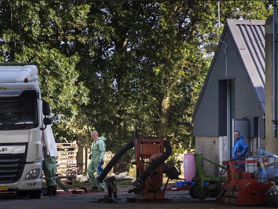 Eerste kippen krijgen vaccin tegen de vogelgriep