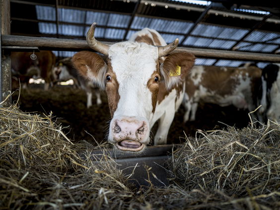 Het radiodebat | Stikstof- en landbouwbeleid