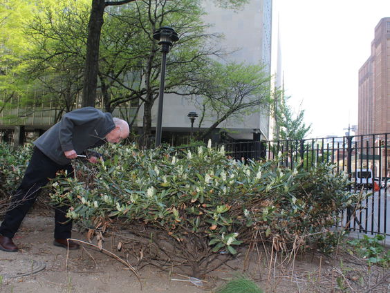 Ratten dreigen New York over te nemen