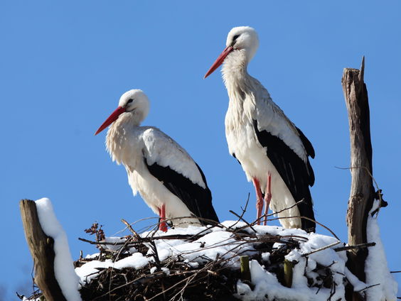 Het gaat goed met de ooievaar