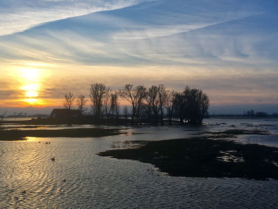 Zeldzaam hoog water in Biesbosch