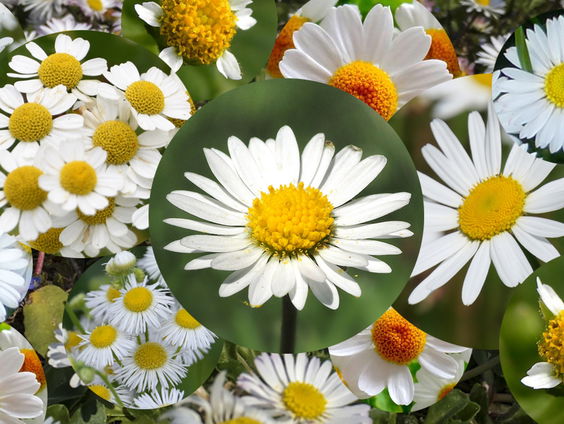 Niet elk wit bloemetje met een geel hart is een madeliefje