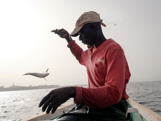 De vis in Senegal wordt duur betaald