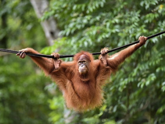 Waarom is het opvallend dat Orang-oetans twee geluiden tegelijk kunnen maken?
