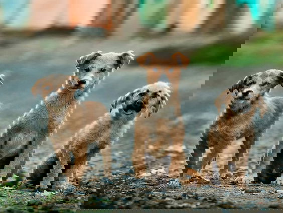 Animal Heroes zamelt hondenhokken in voor dieren in Oekraïne