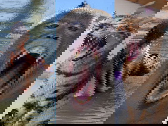 Groter brein betekent langer gapen