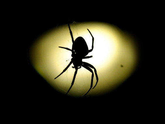 Welke bijzondere diersoorten zijn er het afgelopen jaar ontdekt?