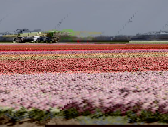 Uitspraak rechter: 'Dit is een bom onder de bollenteelt'