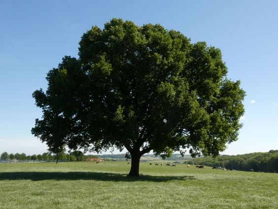 Expeditie 10: de zomereik