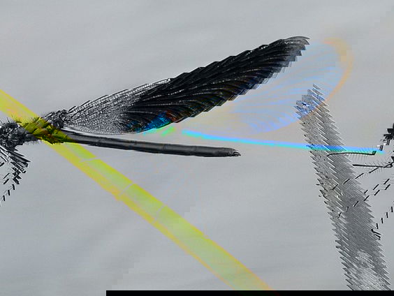 Fenolijn 30 juli 2023