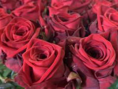 Ingmar Heytze over liefdespoezie