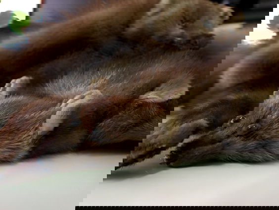 Europees verbod op bont laat nog op zich wachten