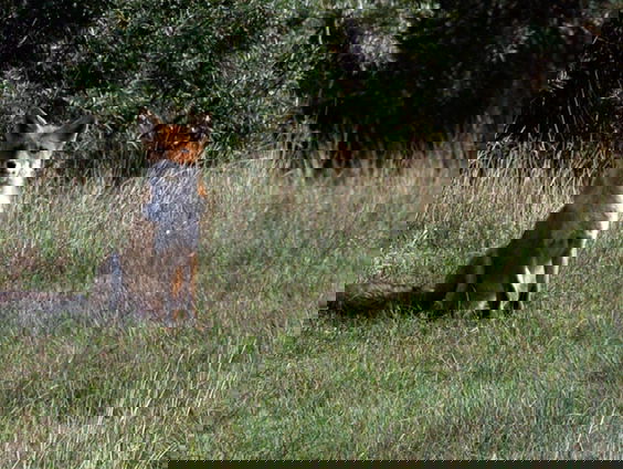 Van den 'slimme' vos Reynaerde